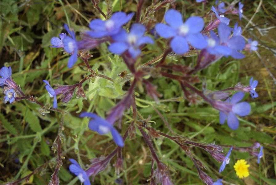 2003-04-24-002-Anchusa