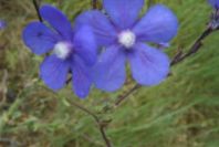 2003-04-24-003-Anchusa