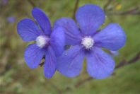 2003-04-24-004-Anchusa