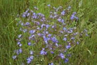 2003-04-24-005-Anchusa
