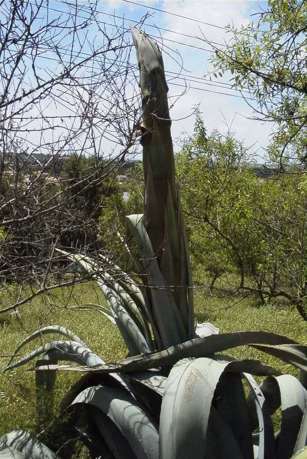 2003-04-25-018-Agave-americana