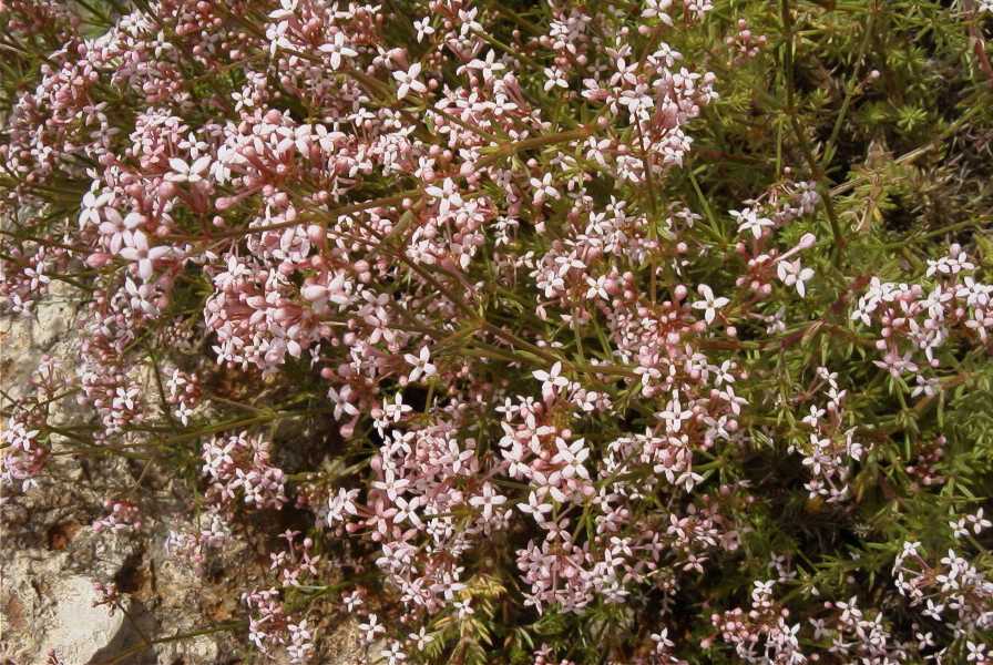 2003-04-25-024-Limonium-ferulaeum