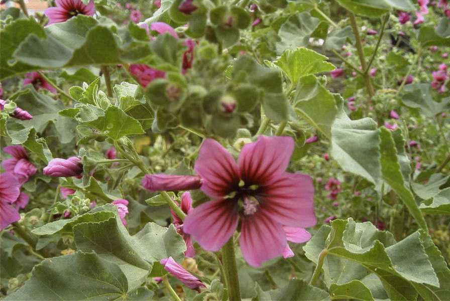 2003-04-25-032-Tree-Mallow