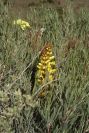 2004-04-04-001-Cistanche-phelypaea