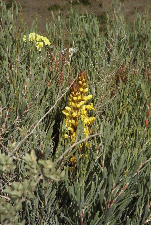 2004-04-04-001-Cistanche-phelypaea