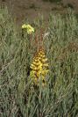 2004-04-04-004-Cistanche-phelypaea