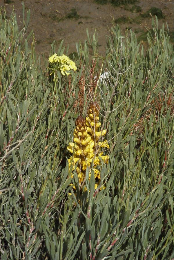 2004-04-04-004-Cistanche-phelypaea