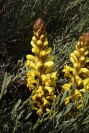 2004-04-04-005-Cistanche-phelypaea