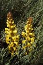 2004-04-04-006-Cistanche-phelypaea