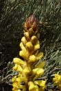2004-04-04-007-Cistanche-phelypaea