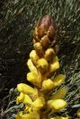2004-04-04-008-Cistanche-phelypaea