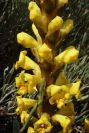 2004-04-04-009-Cistanche-phelypaea