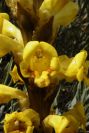 2004-04-04-010-Cistanche-phelypaea
