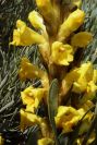 2004-04-04-012-Cistanche-phelypaea