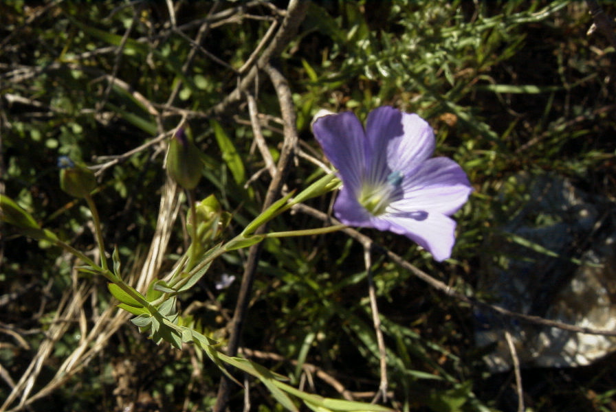 2004-04-05-005-Flax-blue