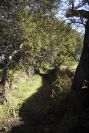 2004-04-05-007-Rural-foot-path