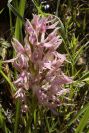 2004-04-05-009-Orchid