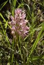 2004-04-05-010-Orchid