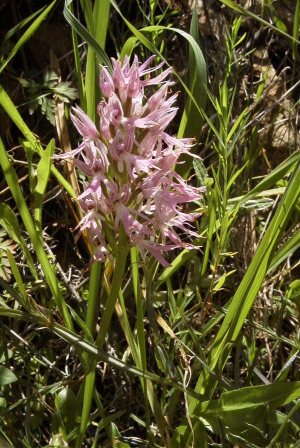 2004-04-05-010-Orchid