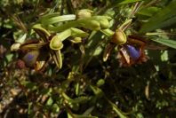 2004-04-05-011-Orchid