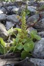2004-04-05-013-Succulent