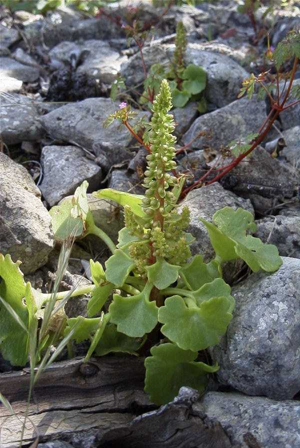 2004-04-05-013-Succulent