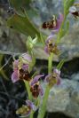 2004-04-05-014-Orchid