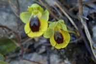 2004-04-05-015-Orchid