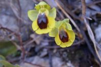 2004-04-05-016-Orchid
