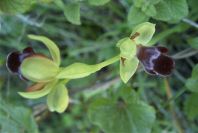 2004-04-05-017-Orchid