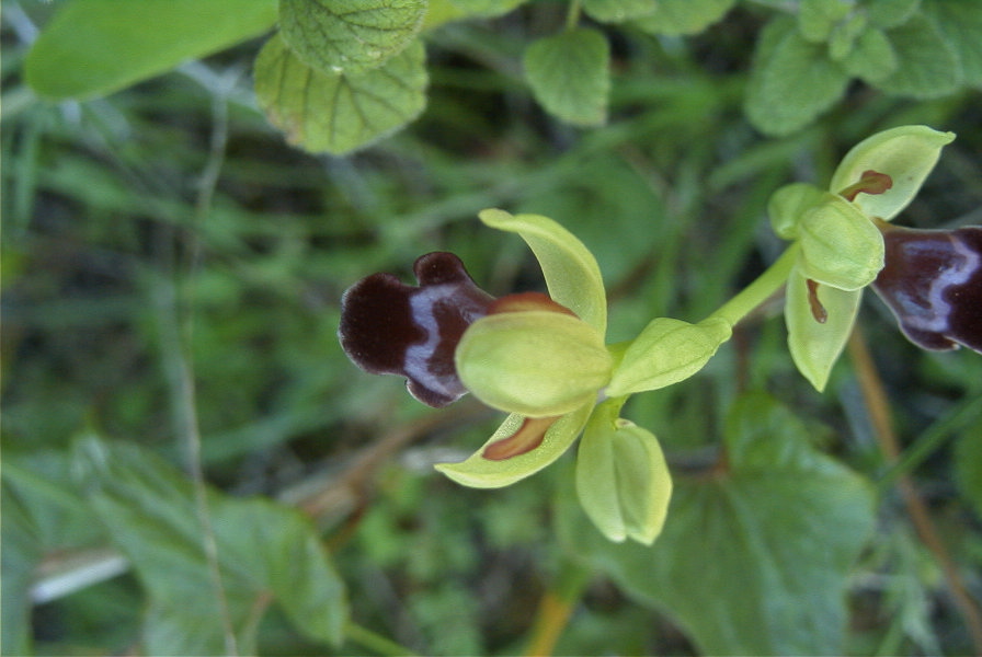 2004-04-05-018-Orchid