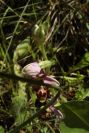 2004-04-05-019-Orchid