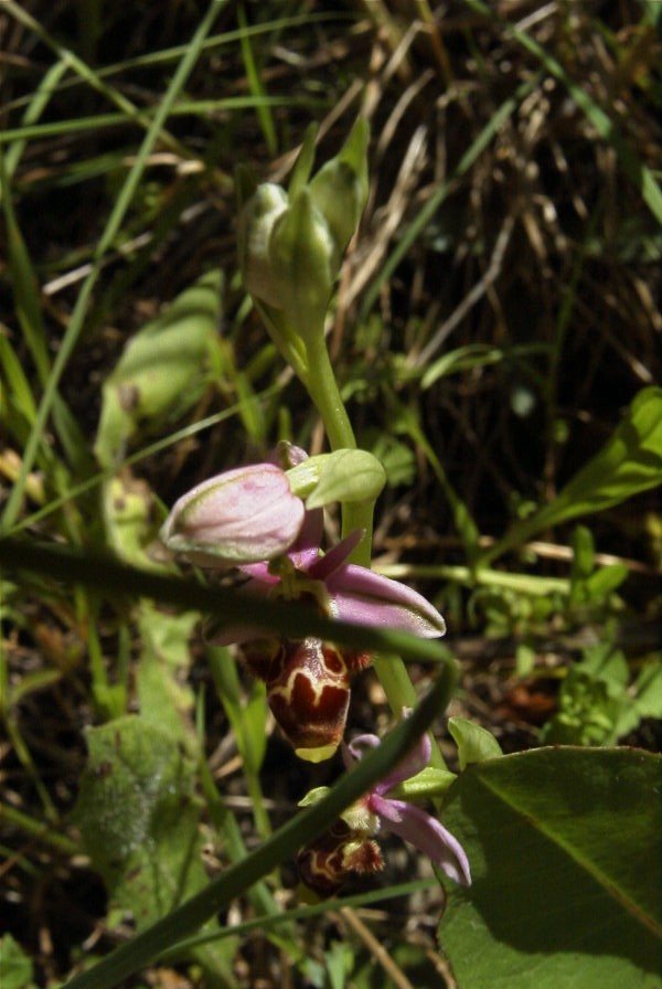 2004-04-05-019-Orchid