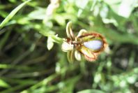2004-04-05-020-Orchid
