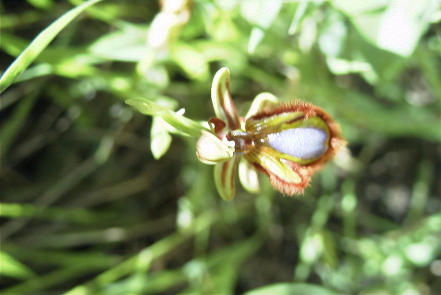 2004-04-05-020-Orchid