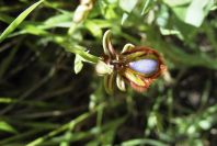 2004-04-05-021-Orchid