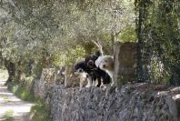 2004-04-05-022-Doggies