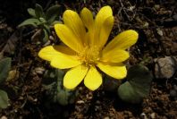 2004-04-05-028-Ranunculus