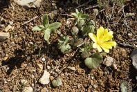 2004-04-05-029-Ranunculus