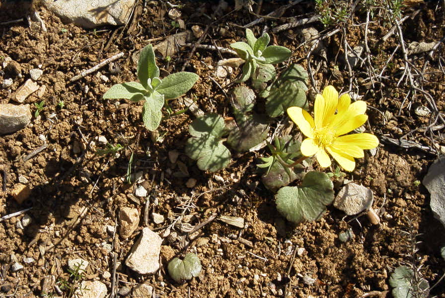 2004-04-05-029-Ranunculus