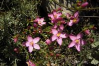 2004-04-05-030-Centauria