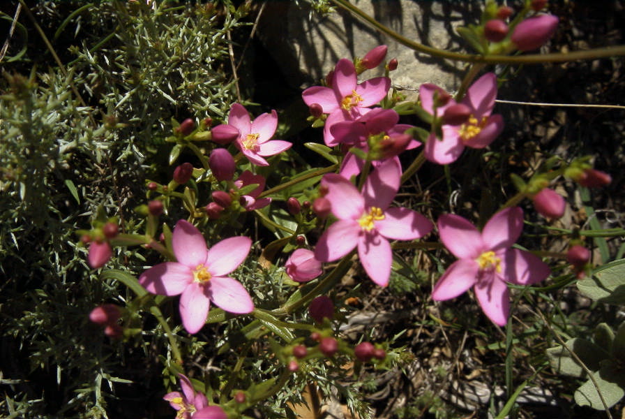 2004-04-05-030-Centauria