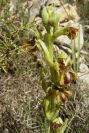 2004-04-05-032-Orchid