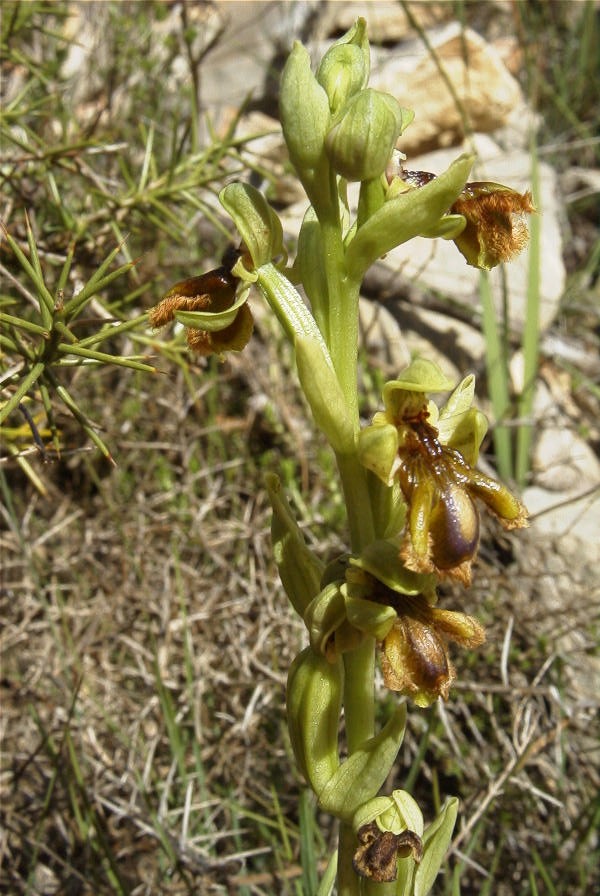 2004-04-05-032-Orchid