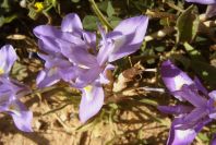 2004-04-05-033-Iris-reticulata