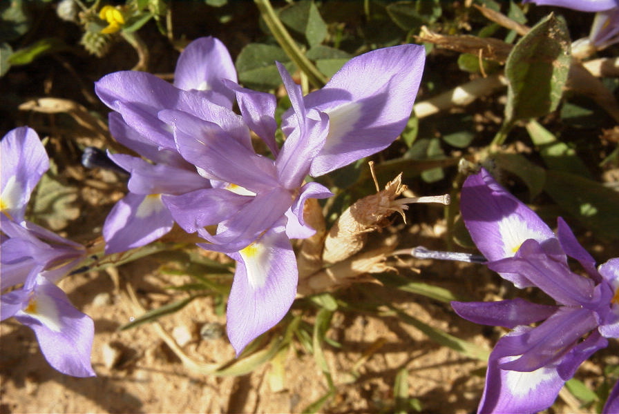2004-04-05-033-Iris-reticulata