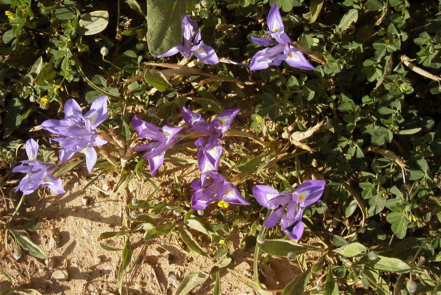 2004-04-05-035-Iris-reticulata