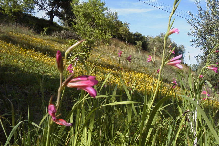 2004-04-05-038-Gladioli