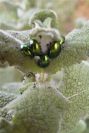 2004-04-05-039-Beetles