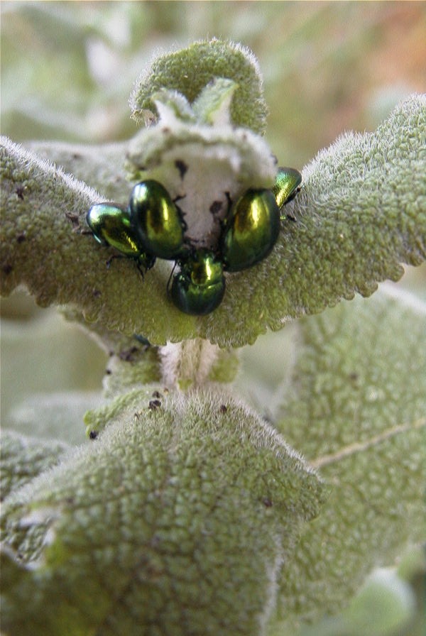 2004-04-05-040-Beetles
